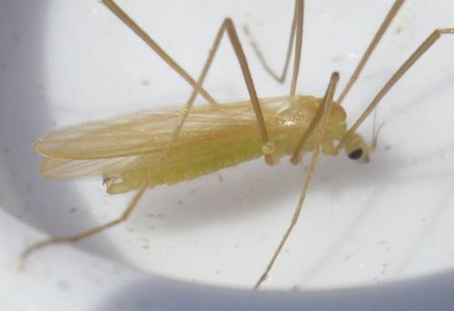 Erioptera sp.